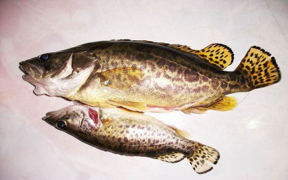 最好吃的100种鱼图片,十大最好吃的鱼视频