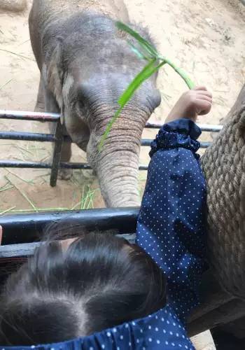 长隆野生动物园自驾游导游,广州长隆野生动物园有导游吗