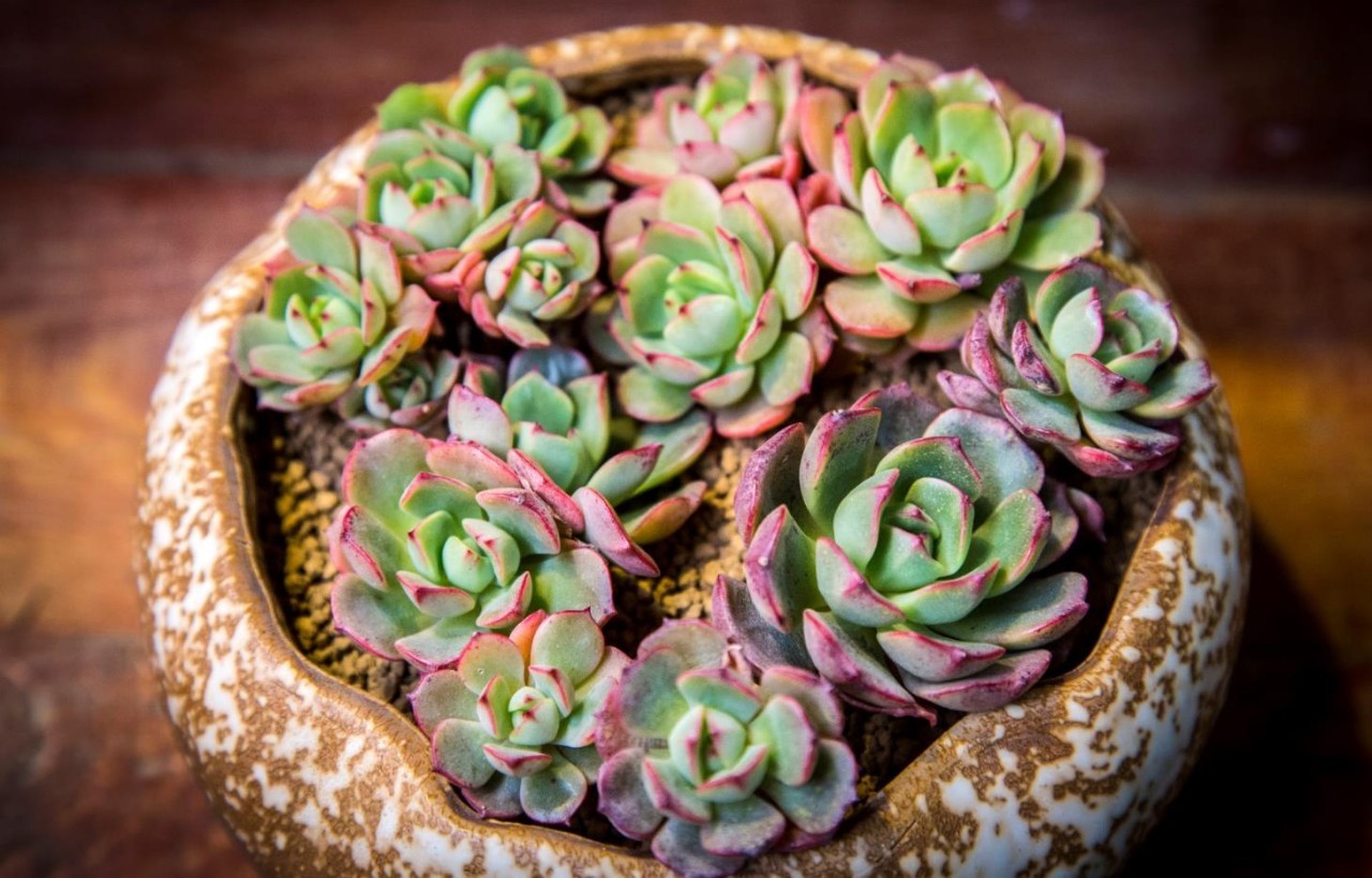 100分试卷考了60分算及格吗,多肉考试