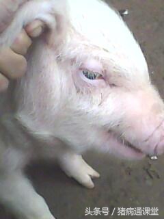 仔猪水肿病综合防治措施有哪些,仔猪水肿病症状及治疗方法