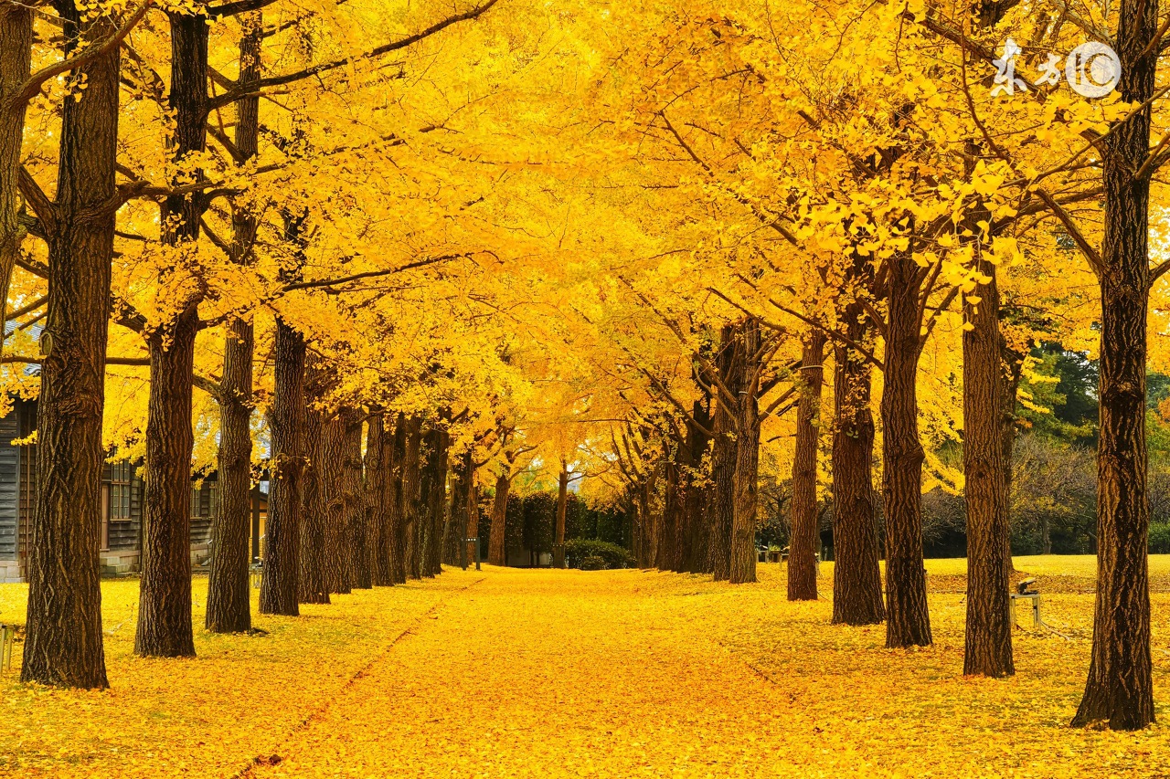 心理咨询理论社会心理学,人本主义的心理咨询理论