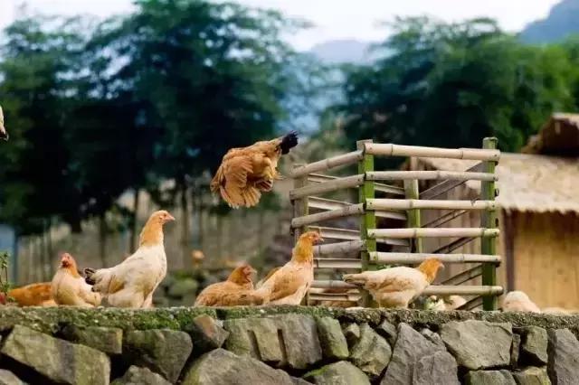 上海必吃生煎包,在南京吃蟹黄汤包视频