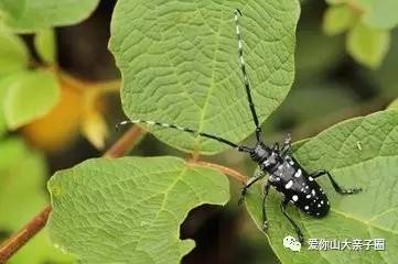 惊掉你下巴的“变态”虫生！盘点动物界那些长着长着就变形的主儿