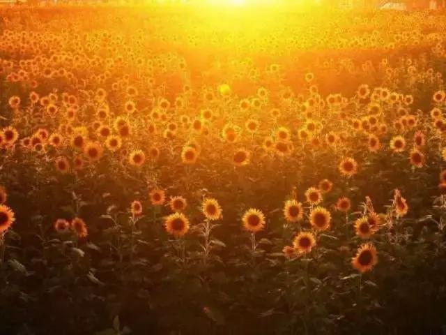 网球丨我在打地上的乒乓球