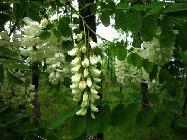 南方最好吃的炒鸡蛋,什么花炒鸡蛋最有营养