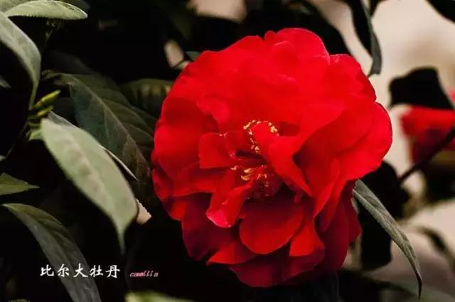 四大名花之山茶,中国百种山茶图片