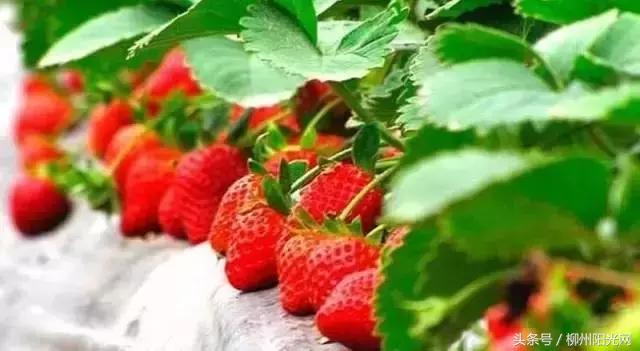 柳江区哪个镇最好,柳江区有好的发展吗