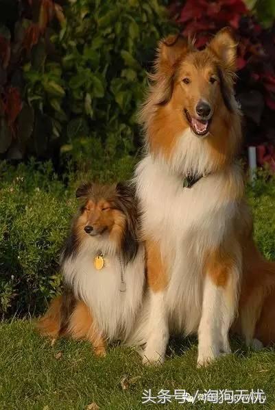 苏牧和喜乐蒂该选择谁,喜乐蒂和苏牧什么关系