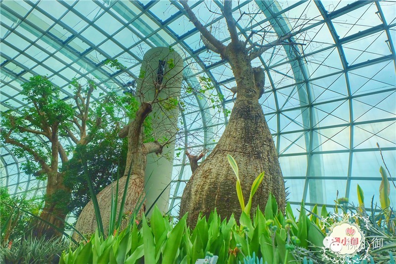 春节旅游新加坡,还能不能春节旅游去新加坡