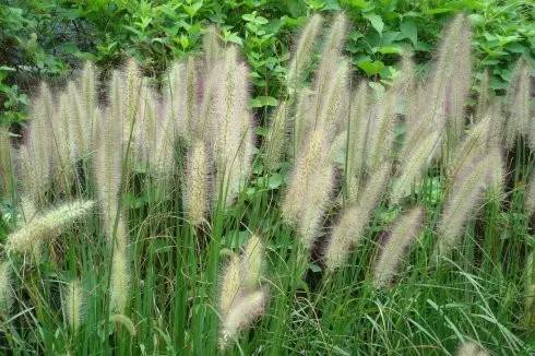 观赏草美景图片大全,观赏草叶