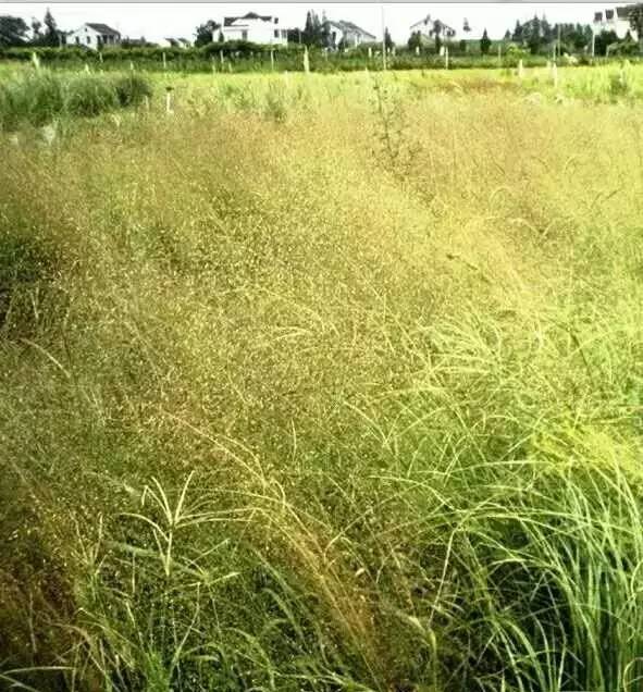 观赏草美景图片大全,观赏草叶