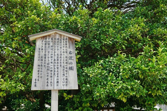 念念不忘必有回响日语,念念不忘必有回响再次相见