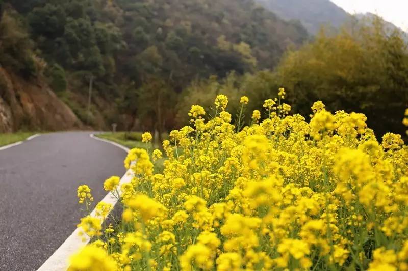 城北踏春“新宠”！全球最美的城市出口，8万平方米的天子岭生态公园！带ta来