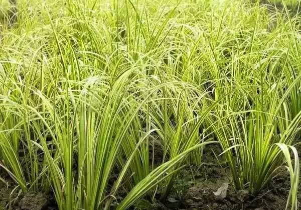 观赏草美景图片大全,观赏草叶