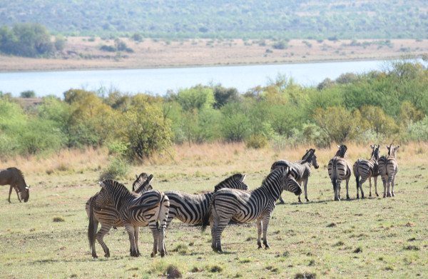 彩虹国家南非,彩虹国度南非之旅