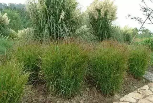 观赏草美景图片大全,观赏草叶