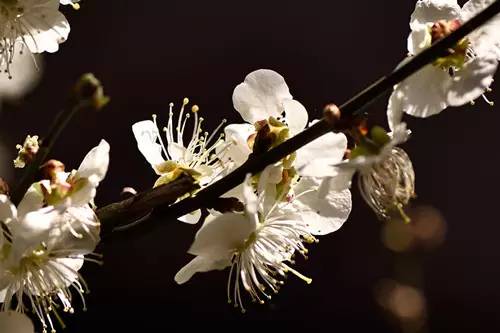 梅花香自苦寒来作文,梅花香自苦寒来演讲稿