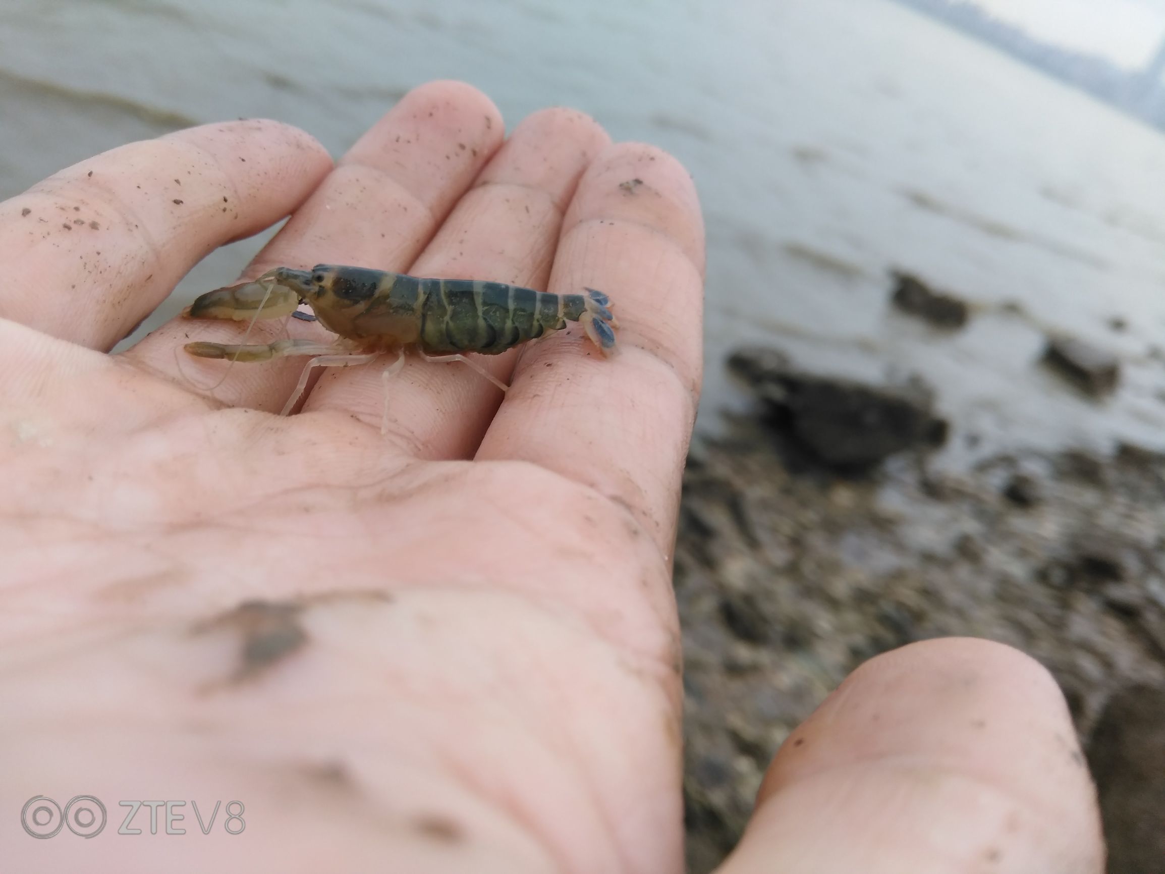 中兴bladev8相似手机,中兴bladev10详细评测