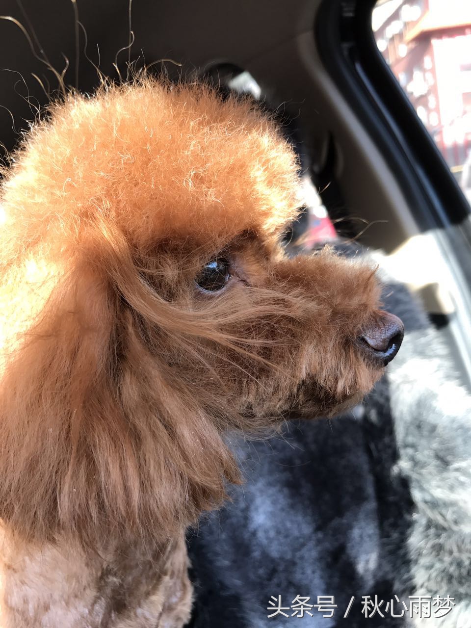 刚出生小奶狗,刚出生的泰迪小奶狗