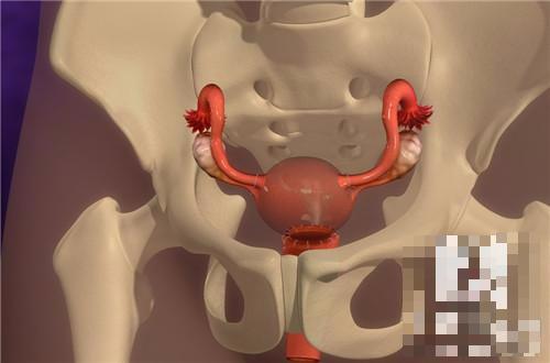 胆结石为什么吃太饱会痛,为什么会得胆结石要注意哪些饮食