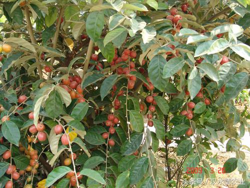 安徽羊奶果种植基地,优质羊奶果种植基地