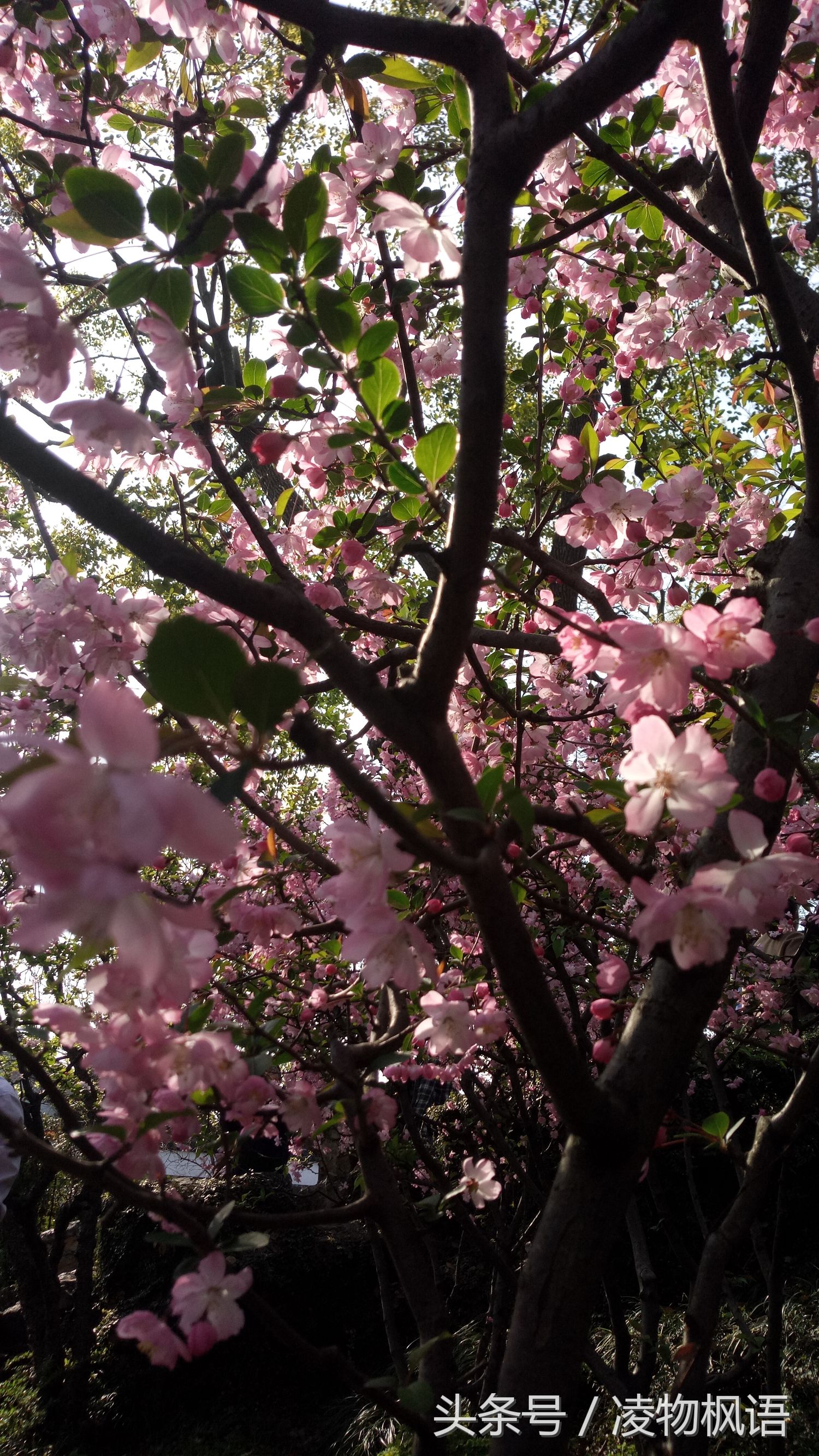 苏州拙政园景点讲解视频大全,苏州拙政园属于哪个区