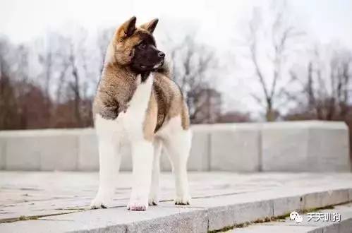 城市饲养的看护犬,看护厂房用什么犬好