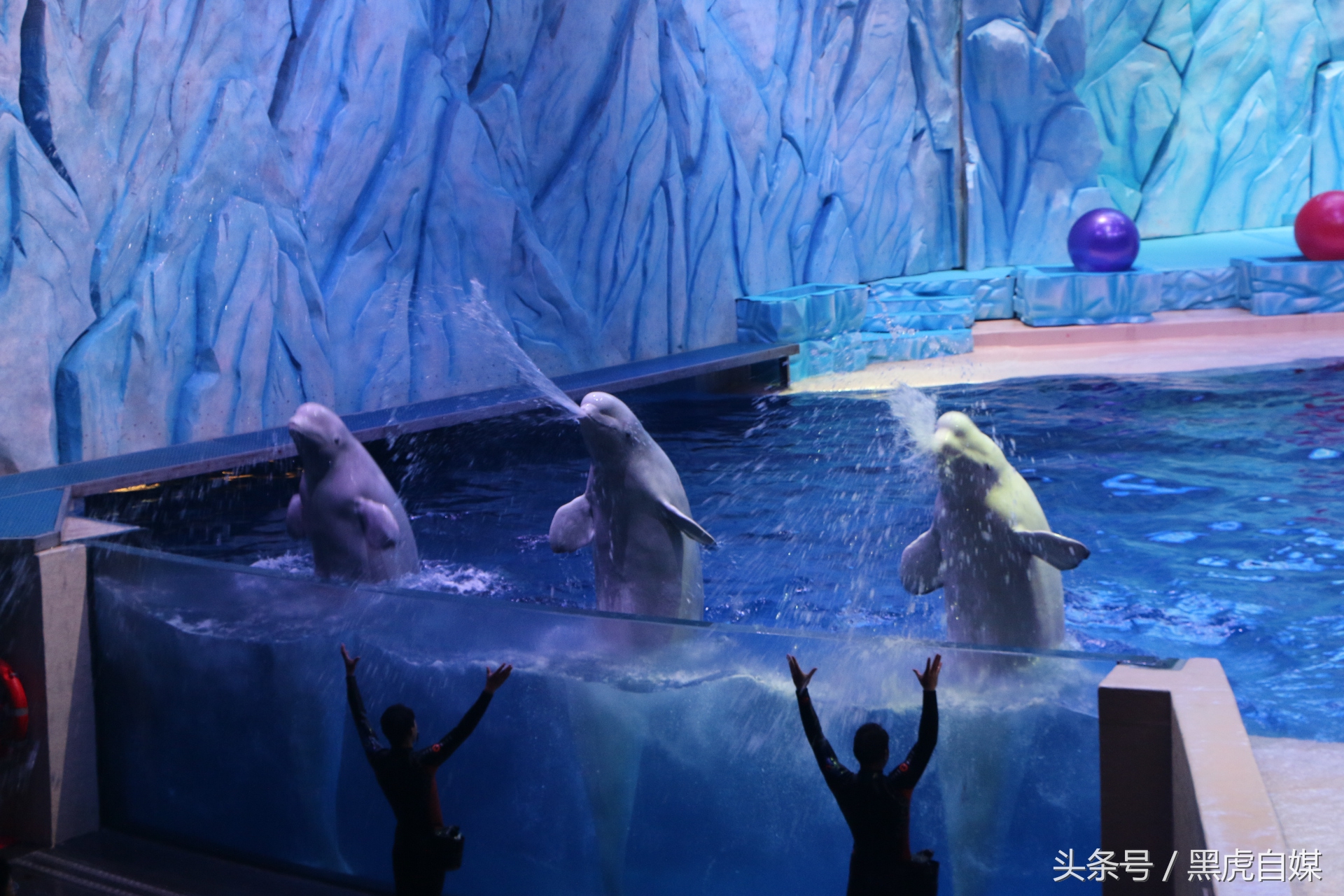 旅游珠海长隆海洋王国攻略,长隆珠海海洋王国游玩一天攻略