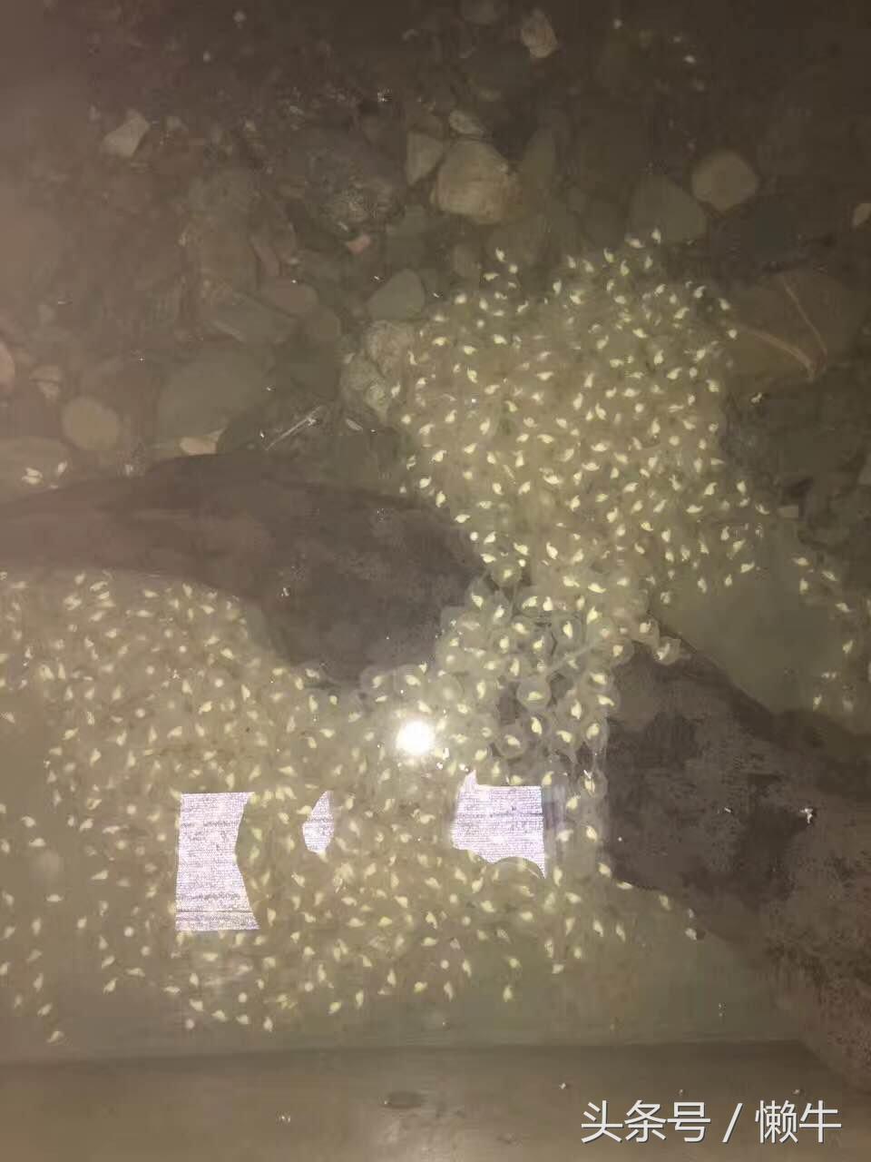 执着少年放弃外企高薪身居大山养大鲵，3年亏损上百万仍不言放弃