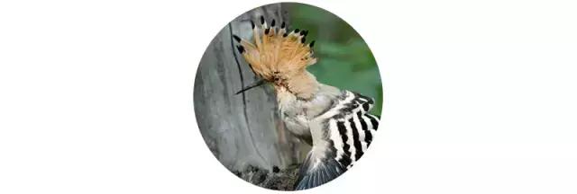 倾听谷雨朗读视频,倾听谷雨古诗朗诵