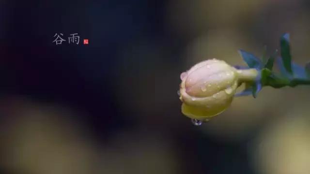 二十四节气之谷雨春落幕夏将至,二十四节气谷雨暮春