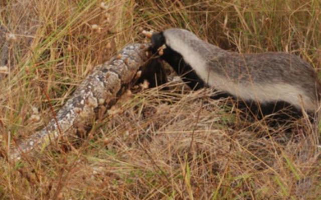 蜜獾平头哥战老虎,最大蜜獾平头哥