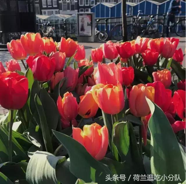 旅行必看｜它是全球唯一的水上鲜花市场，买花逛吃两不误！