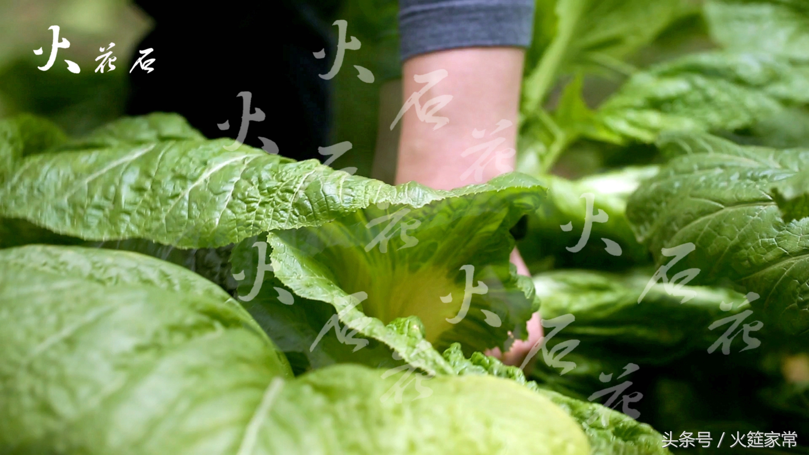 酸菜鱼的家常做法四川正宗做法,四川酸菜鱼的正宗做法大全