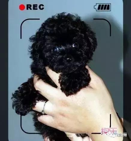 怎样辨别真假泰迪狗狗品种,如何识别泰迪狗的真假