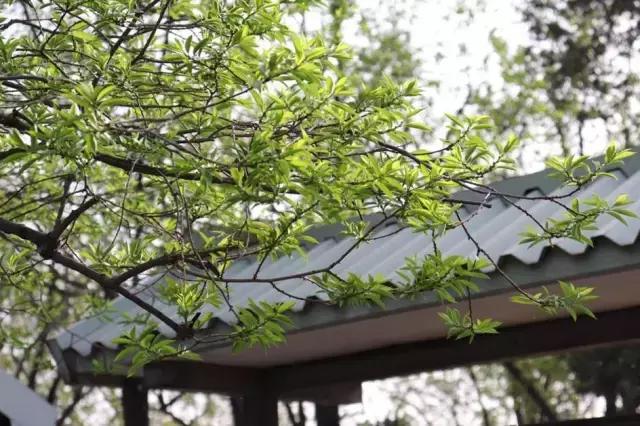 佳能800d与77d哪个更好有什么区别,佳能77d和佳能800d哪个值得入手