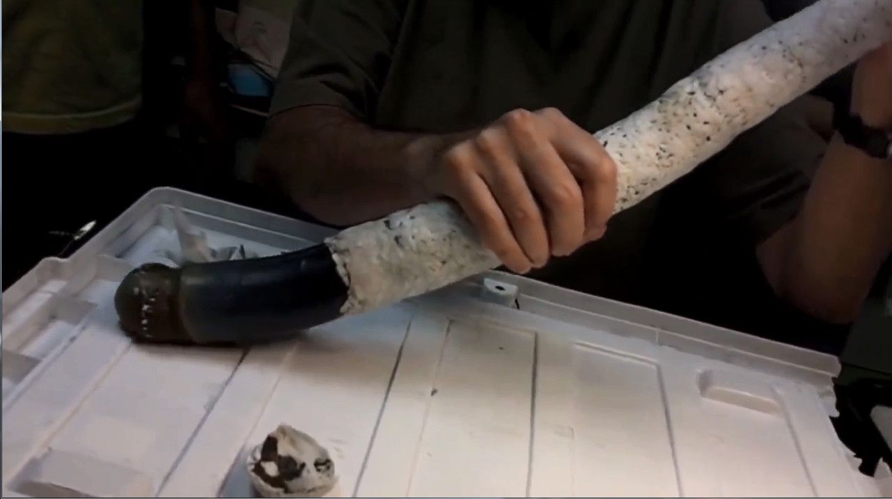 长1.5米巨型船蛆活体现踪菲律宾海湾样貌如粗肥蚯蚓