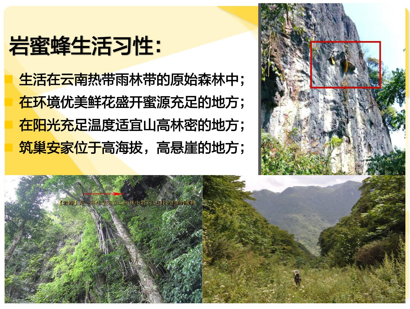 云南岩蜂蜜的作用与功效,揭开土蜂蜜的神秘面纱