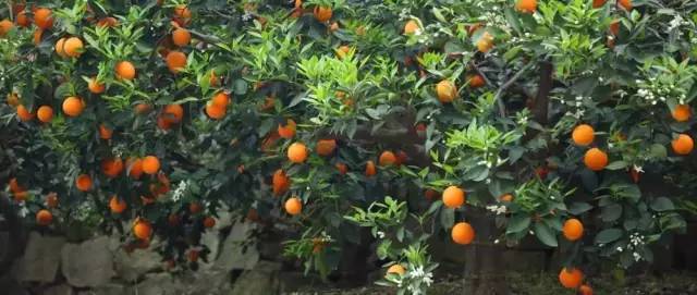 橙中贵族，美味之最：伦晚