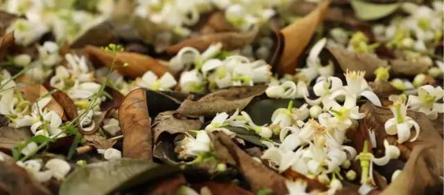 橙中贵族，美味之最：伦晚