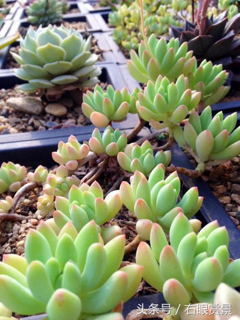 精品多肉颗颗都是韩版欧货老桩让您大呼过瘾