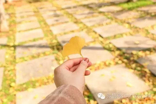 长沙民政职业学院哪个专业最好,长沙民政学院2022录取名单