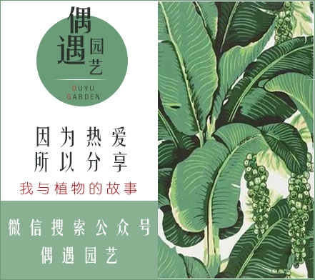 木质花架推荐用吗,什么样的木质花架好看