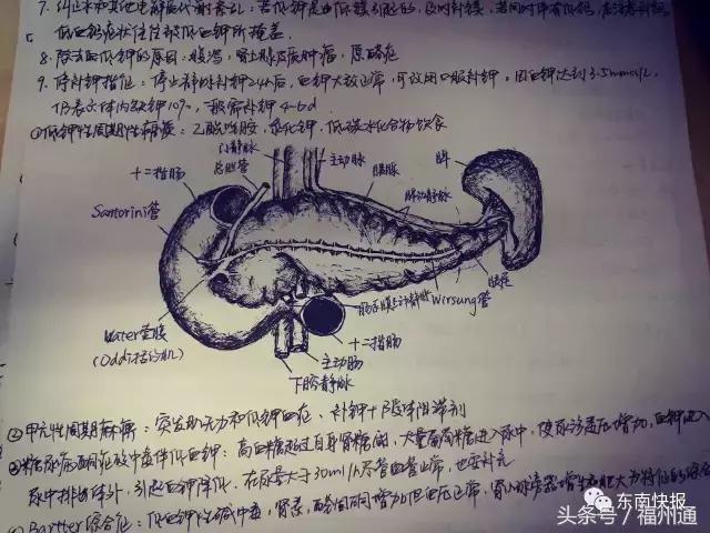 这美女厉害了!福州女大学生手绘人体解剖图太逼真!