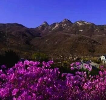 大连杜鹃花海景区,庄河歇马山杜鹃花