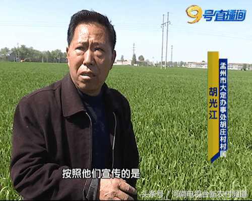 小麦枯黄打什么药最好,小麦枯黄生虫用什么肥