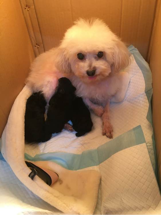 怀孕贵宾狗狗快生了的征兆,贵宾犬受孕后几个月生