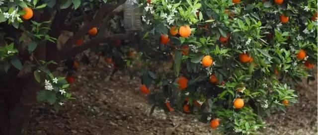 橙中贵族，美味之最：伦晚