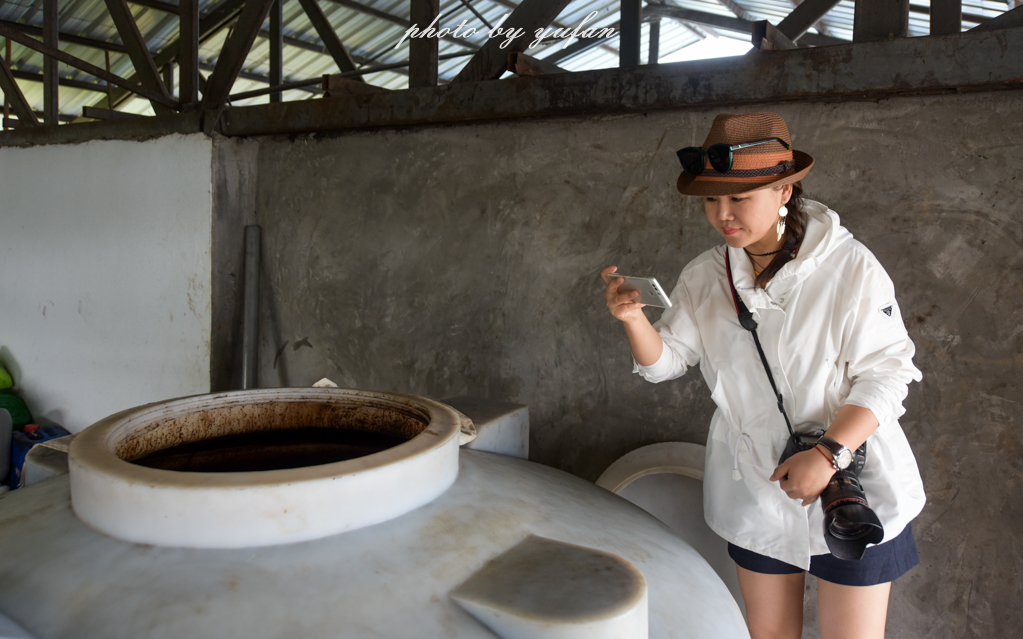云端上的世外桃源，看看浇灌牛奶和土鸡蛋的有机乌龙茶长成啥样