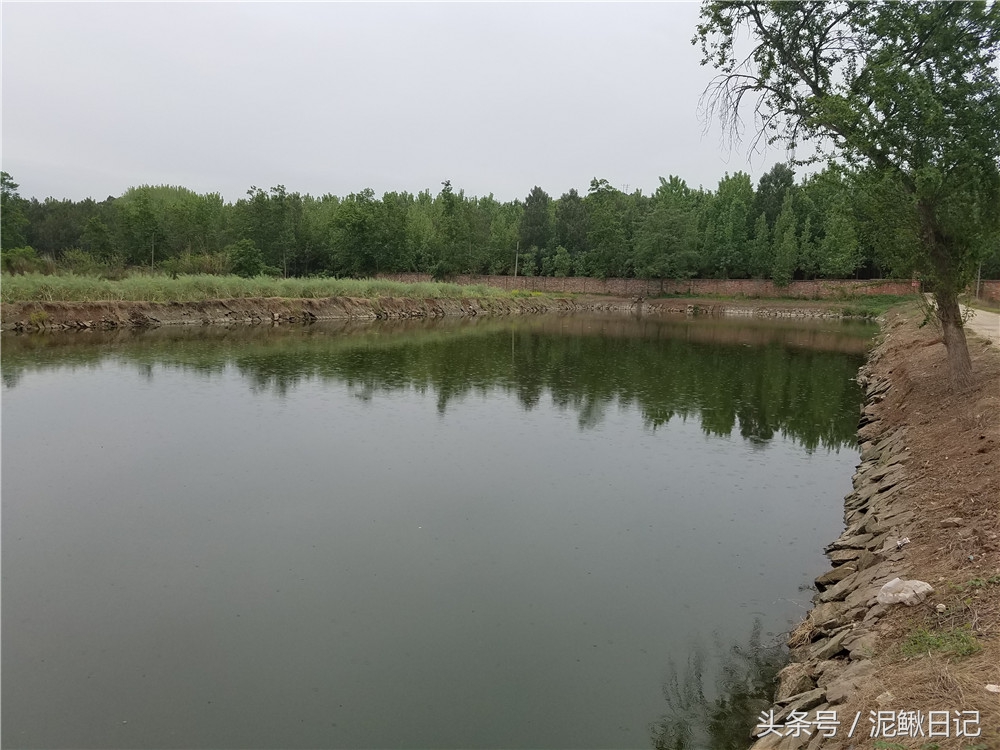 泥鳅的养殖前景和现状,泥鳅养殖前景和现状